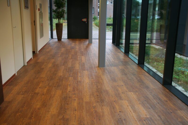 Tajima Oak wild hazel - Image 2