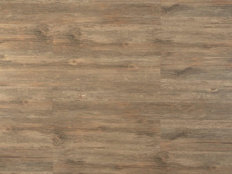 Tajima Saddle oak