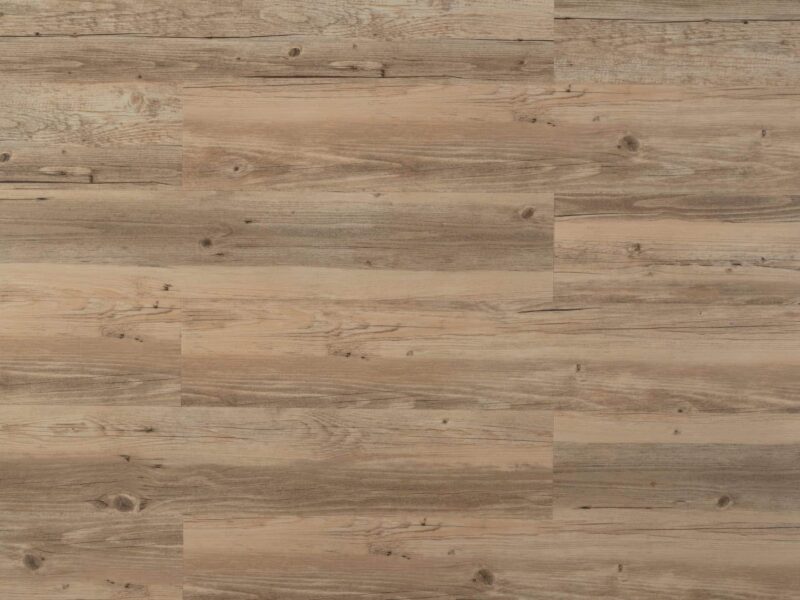 Tajima Sessile oak