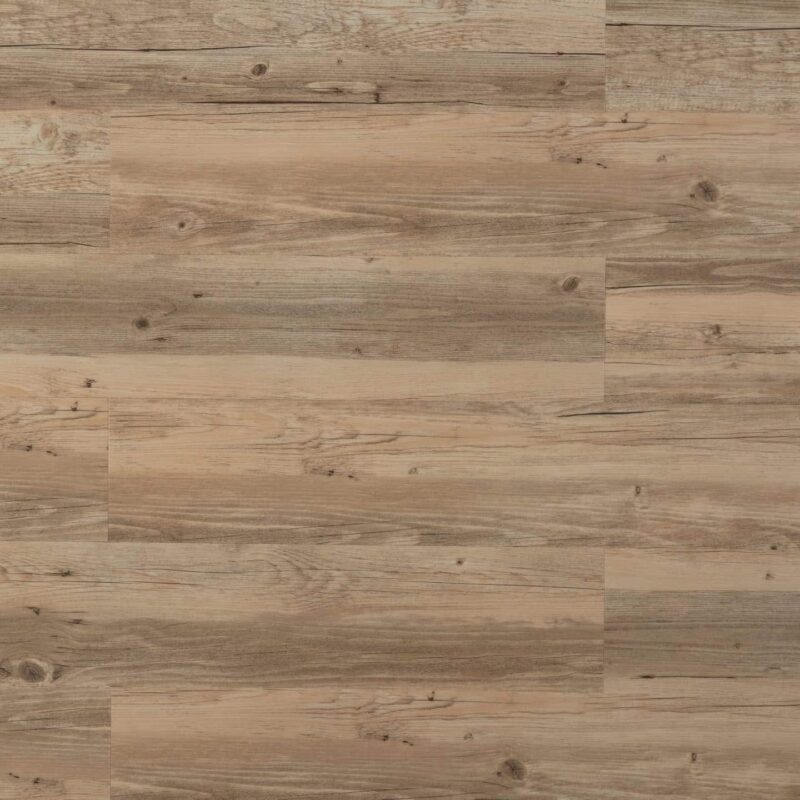 Tajima Sessile oak