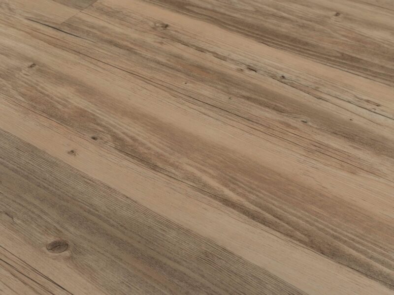 Tajima Sessile oak - Image 3