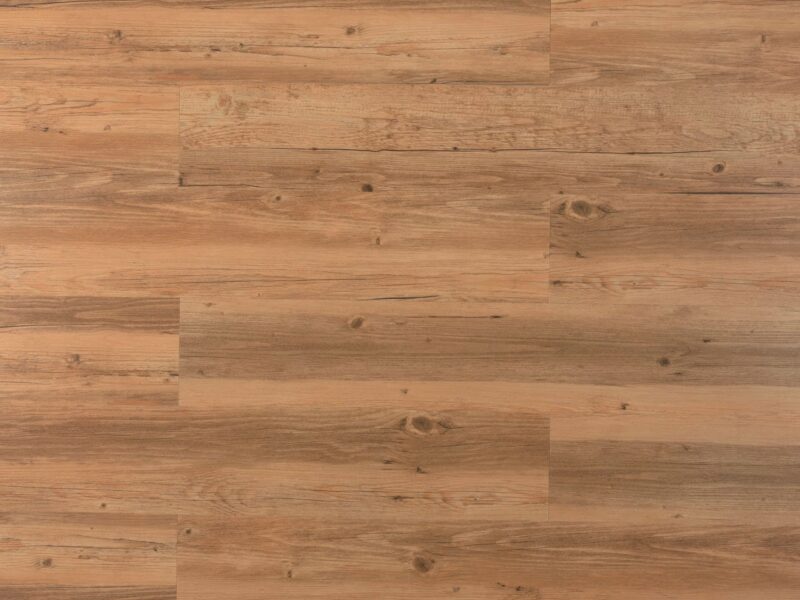 Tajima Brown sessile oak