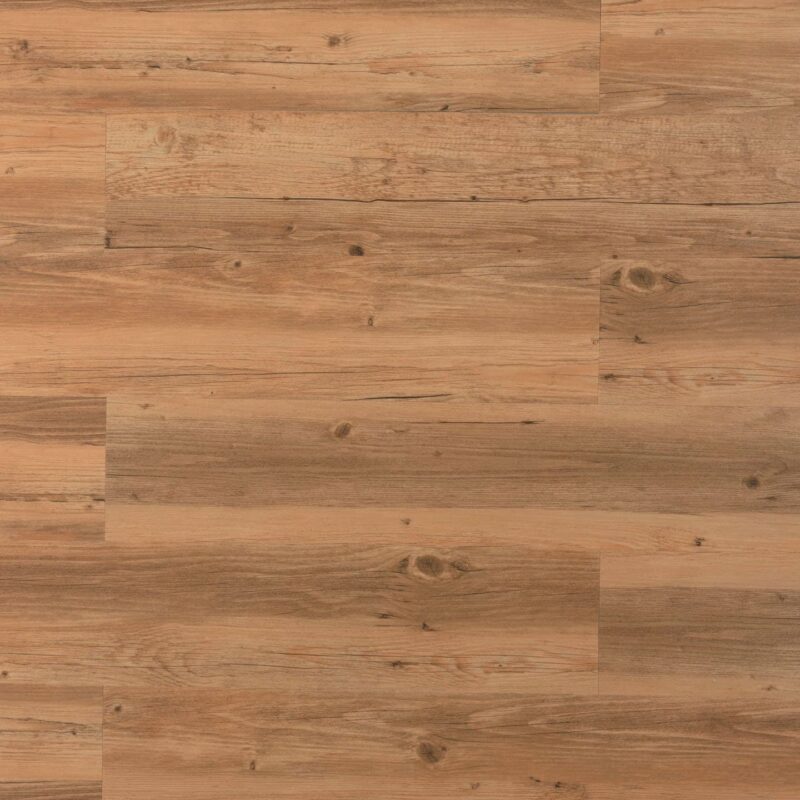 Tajima Brown sessile oak