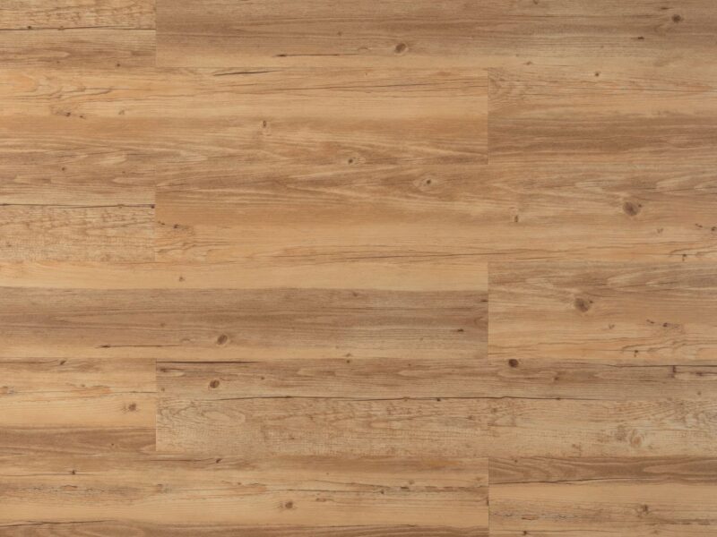 Tajima Royal sessile oak