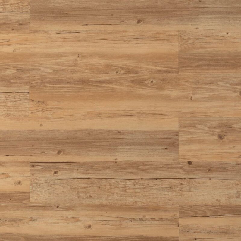 Tajima Royal sessile oak