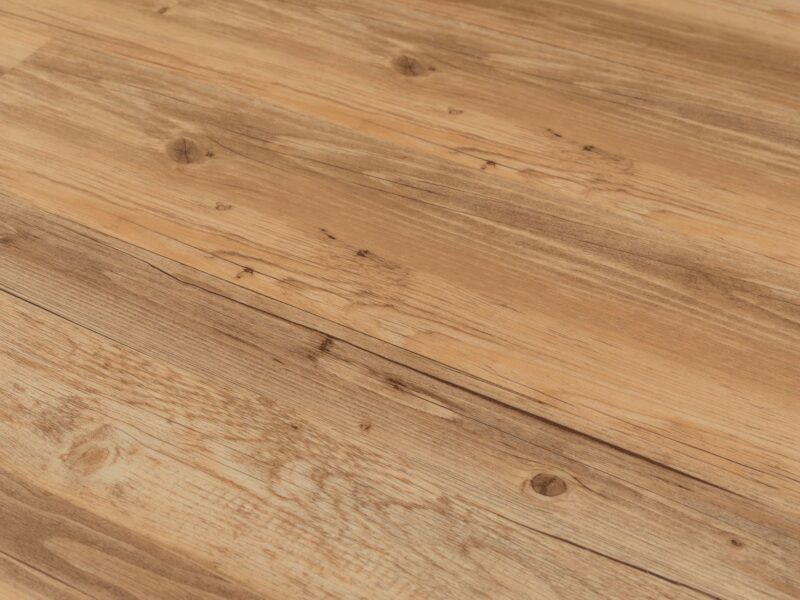 Tajima Royal sessile oak - Image 2