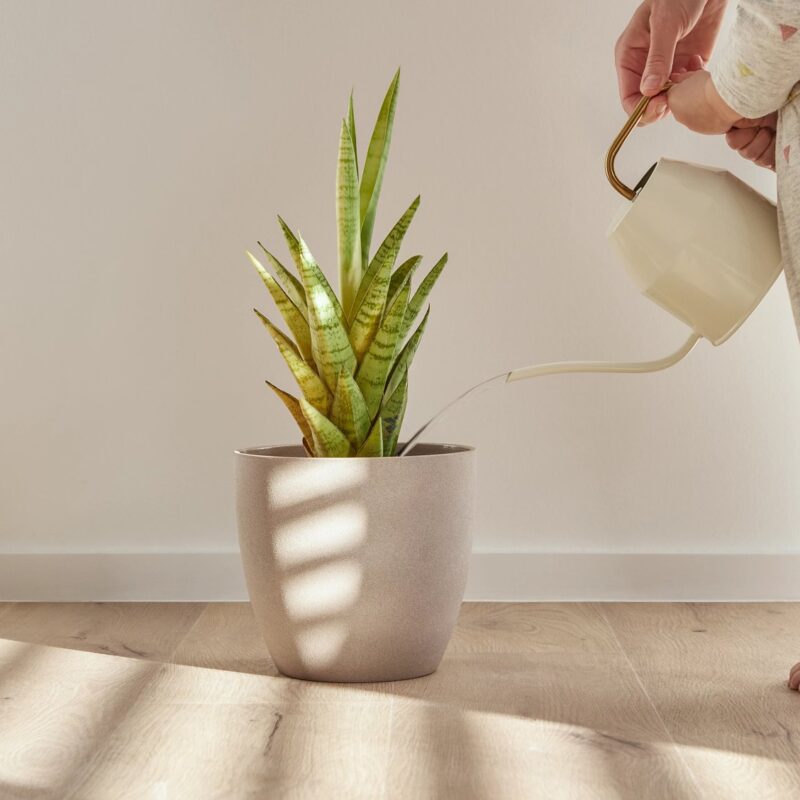 Coretec floors Forest